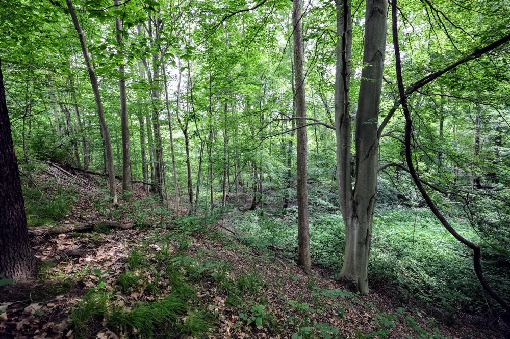 Black River Rd Bangor, MI 49013