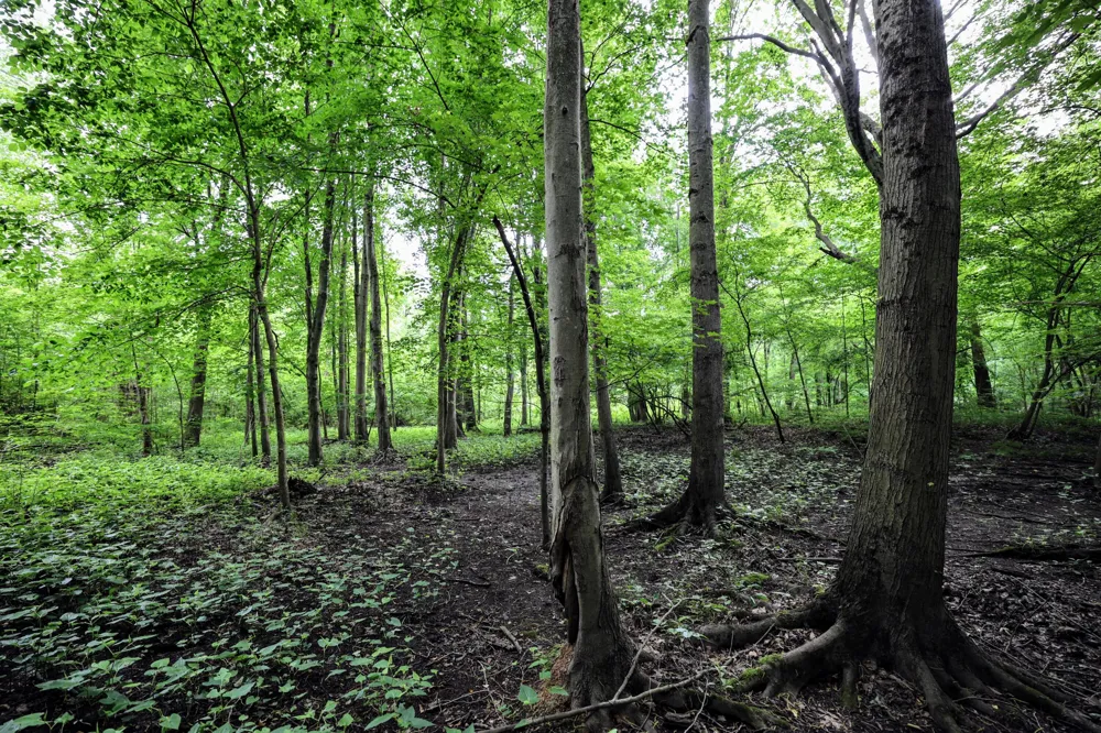 Black River Rd Bangor, MI 49013