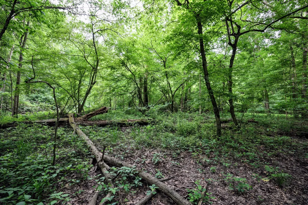 Black River Rd Bangor, MI 49013
