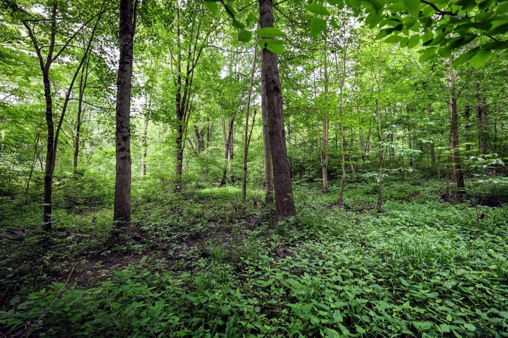 Black River Rd Bangor, MI 49013