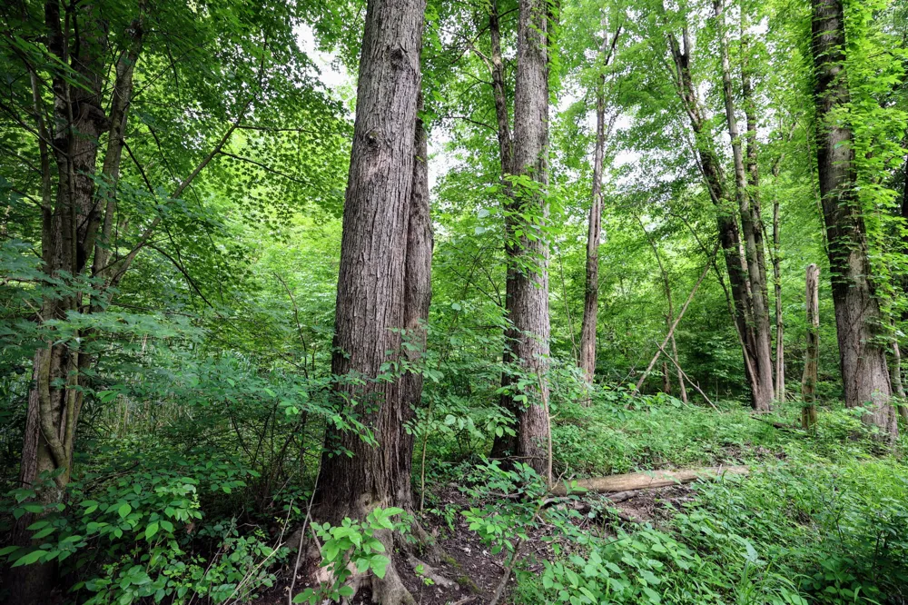 Black River Rd Bangor, MI 49013