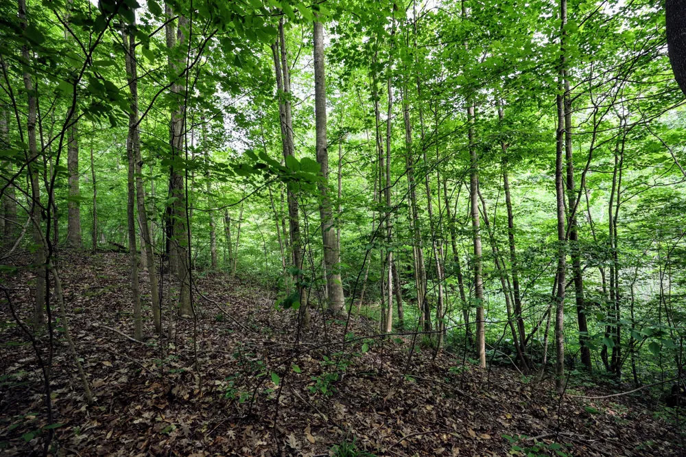Black River Rd Bangor, MI 49013