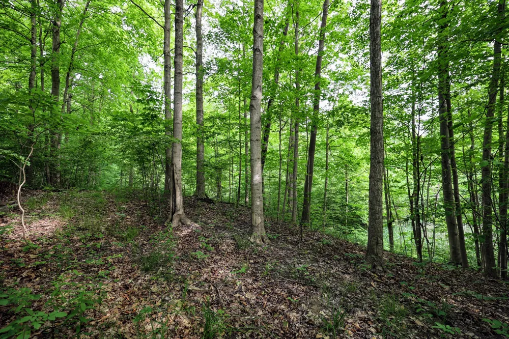 Black River Rd Bangor, MI 49013