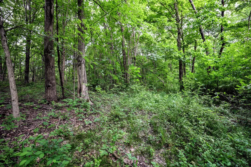 Black River Rd Bangor, MI 49013