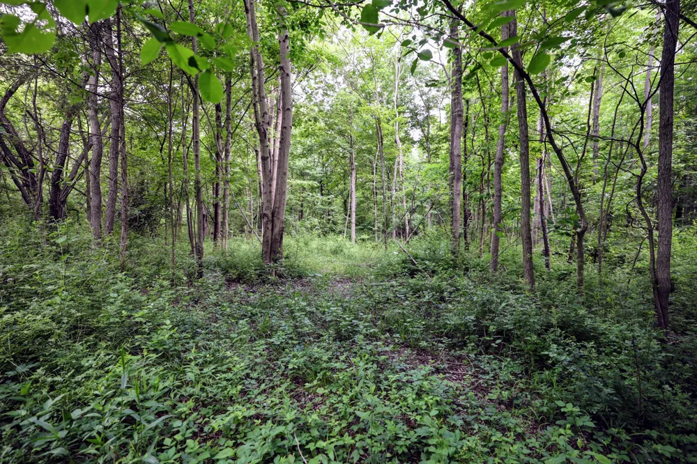 Black River Rd Bangor, MI 49013