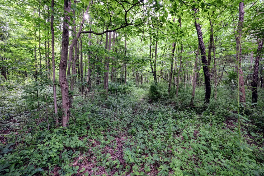 Black River Rd Bangor, MI 49013