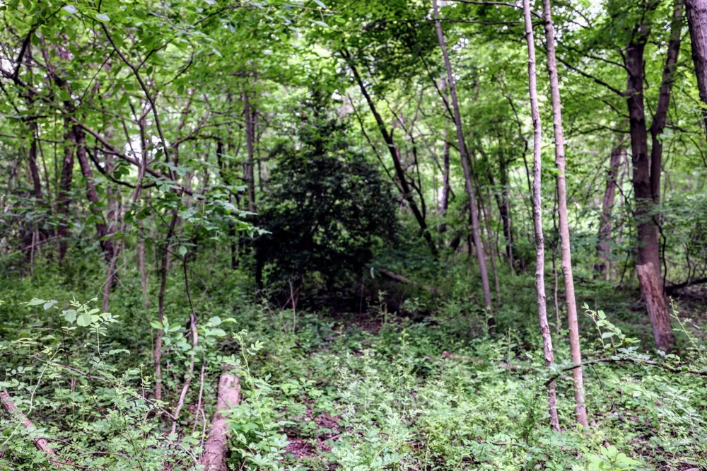 Black River Rd Bangor, MI 49013