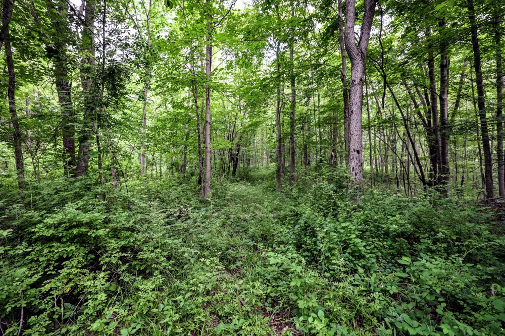 Black River Rd Bangor, MI 49013