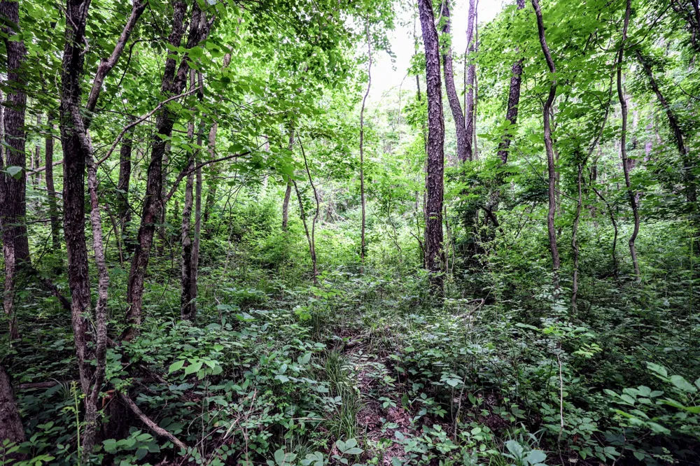 Black River Rd Bangor, MI 49013