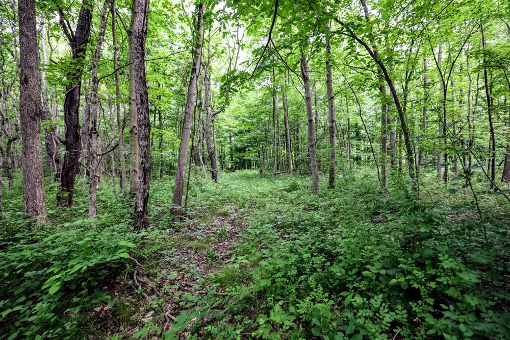 Black River Rd Bangor, MI 49013