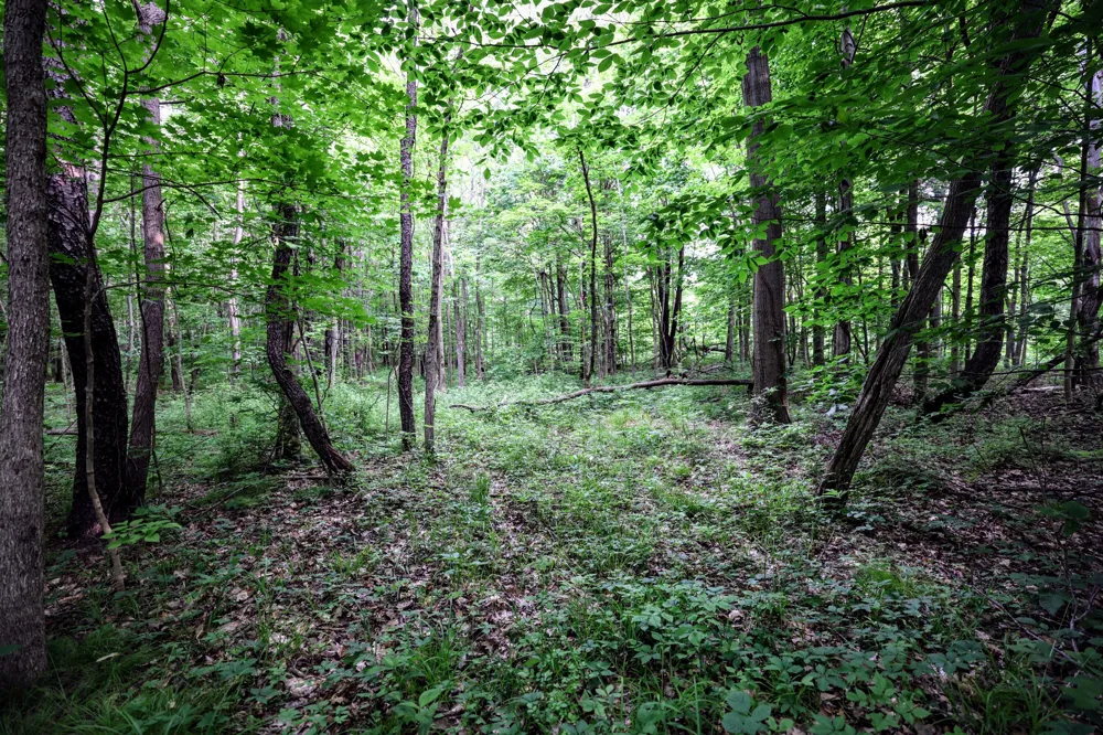 Black River Rd Bangor, MI 49013