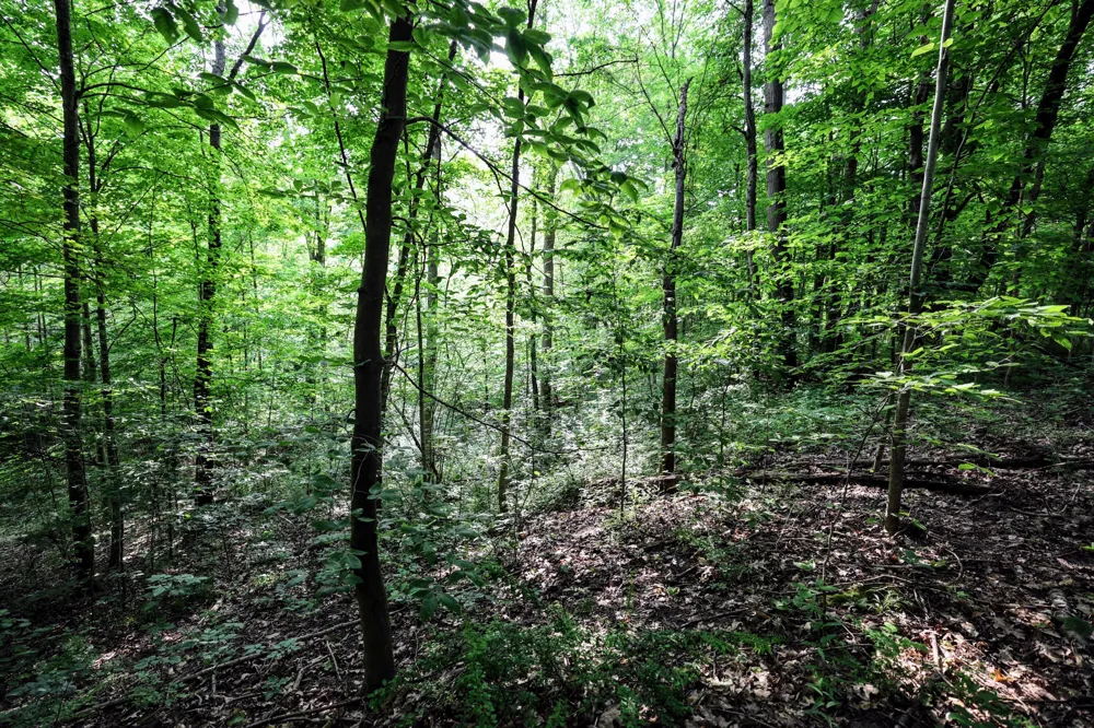Black River Rd Bangor, MI 49013