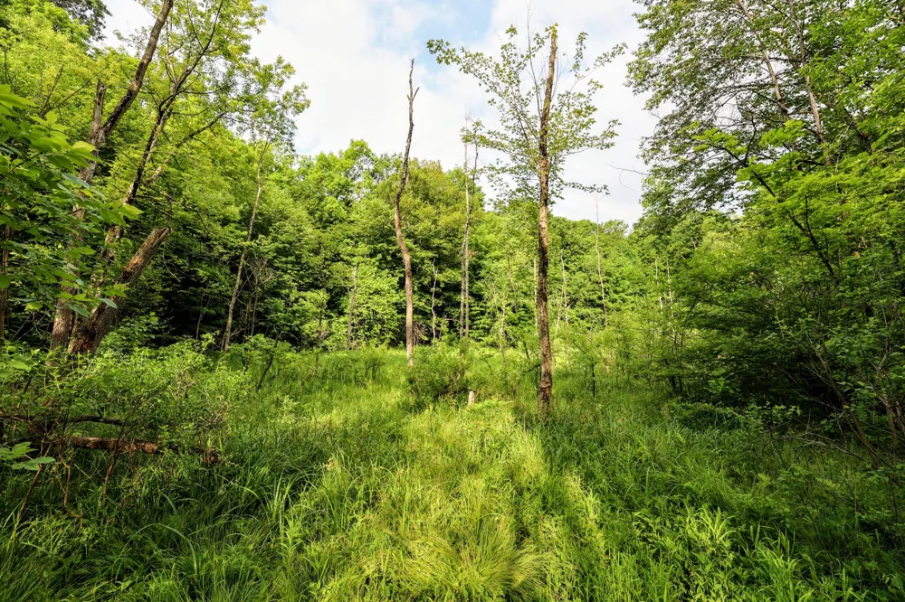 Black River Rd Bangor, MI 49013