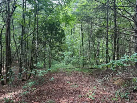 YOUNCE CREEK RD