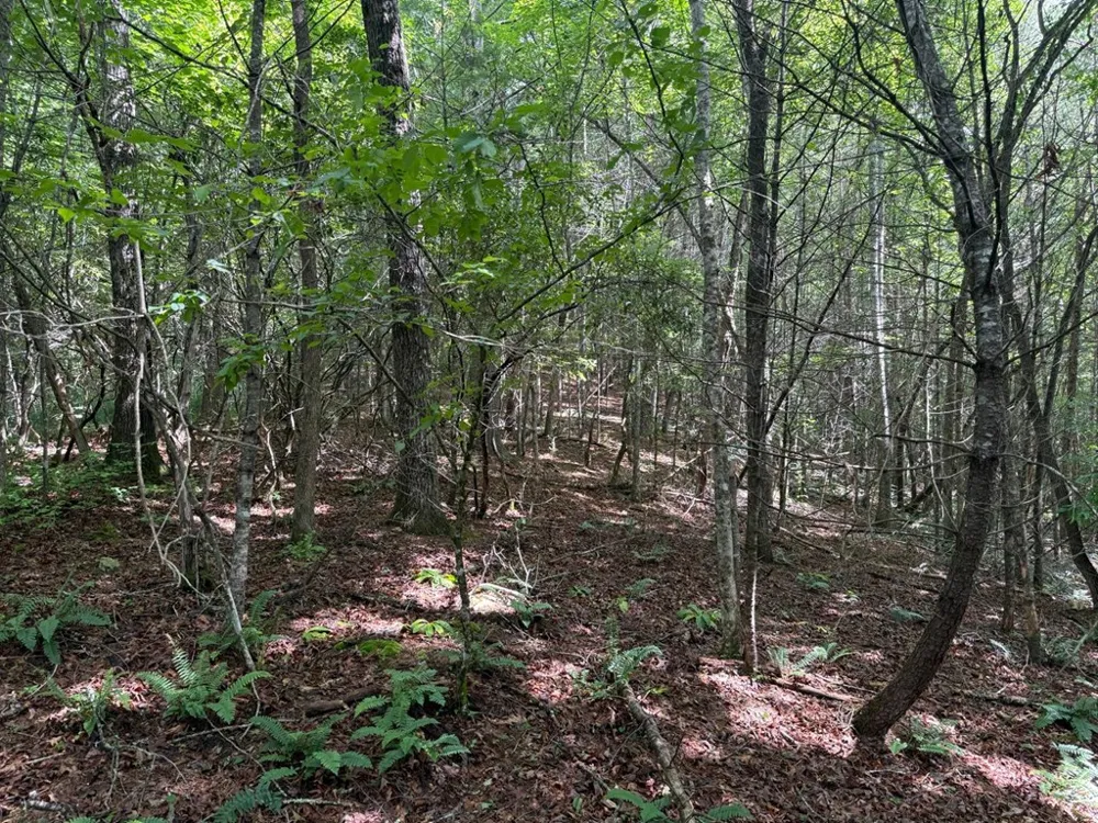YOUNCE CREEK RD Franklin, NC 28734