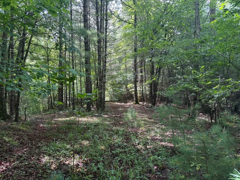 YOUNCE CREEK RD Franklin, NC 28734