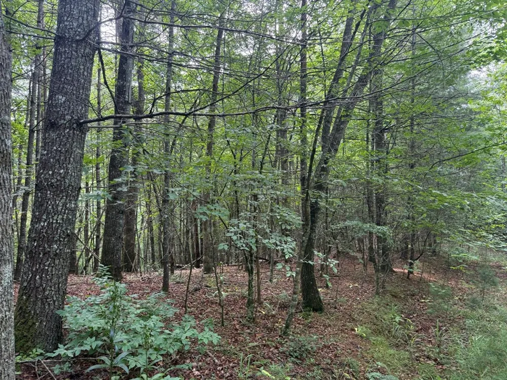 YOUNCE CREEK RD Franklin, NC 28734