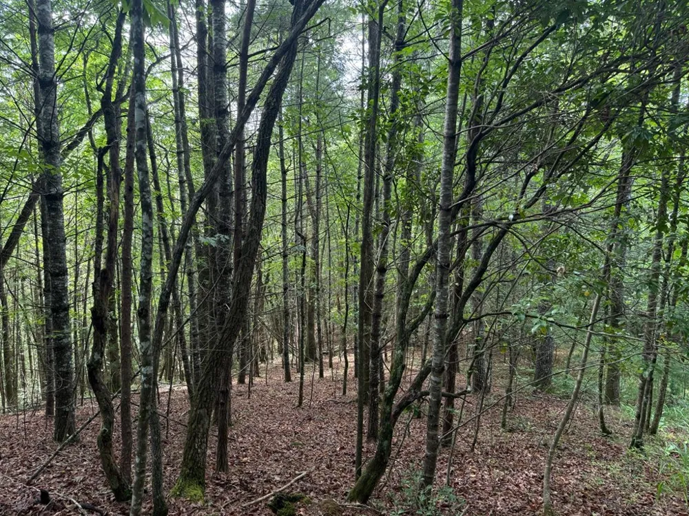 YOUNCE CREEK RD Franklin, NC 28734