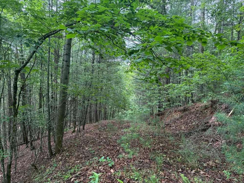 YOUNCE CREEK RD Franklin, NC 28734