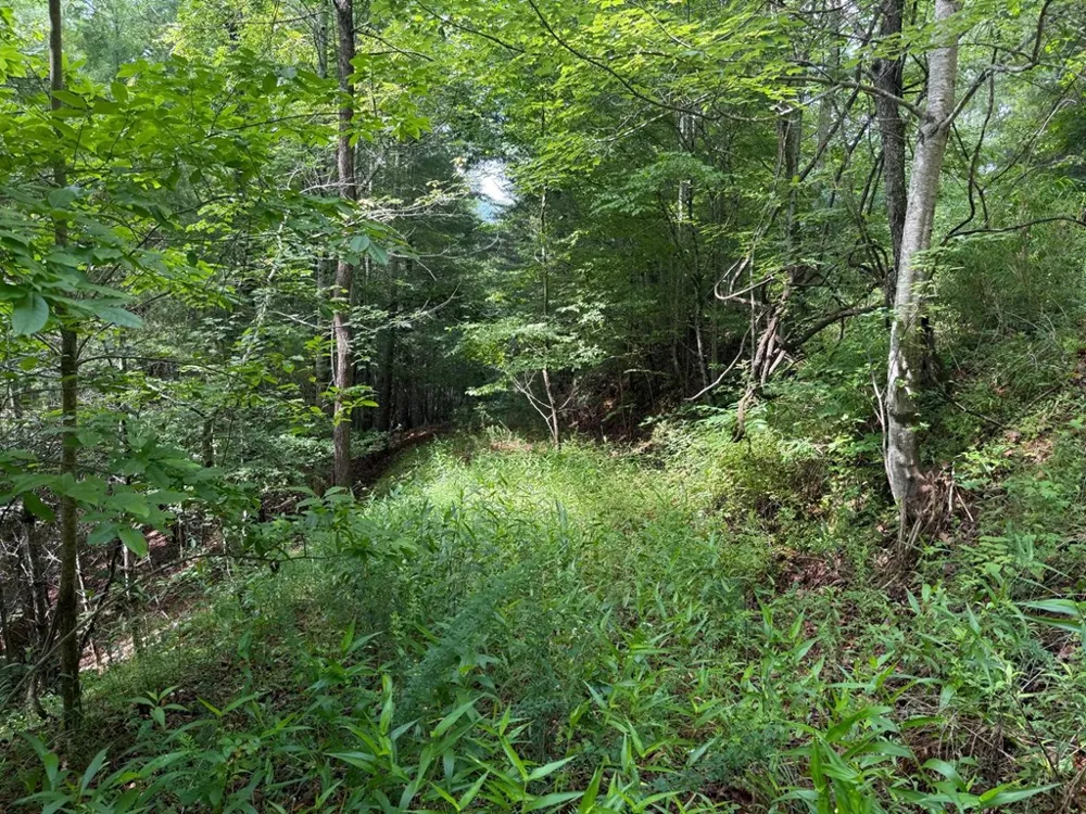 YOUNCE CREEK RD Franklin, NC 28734