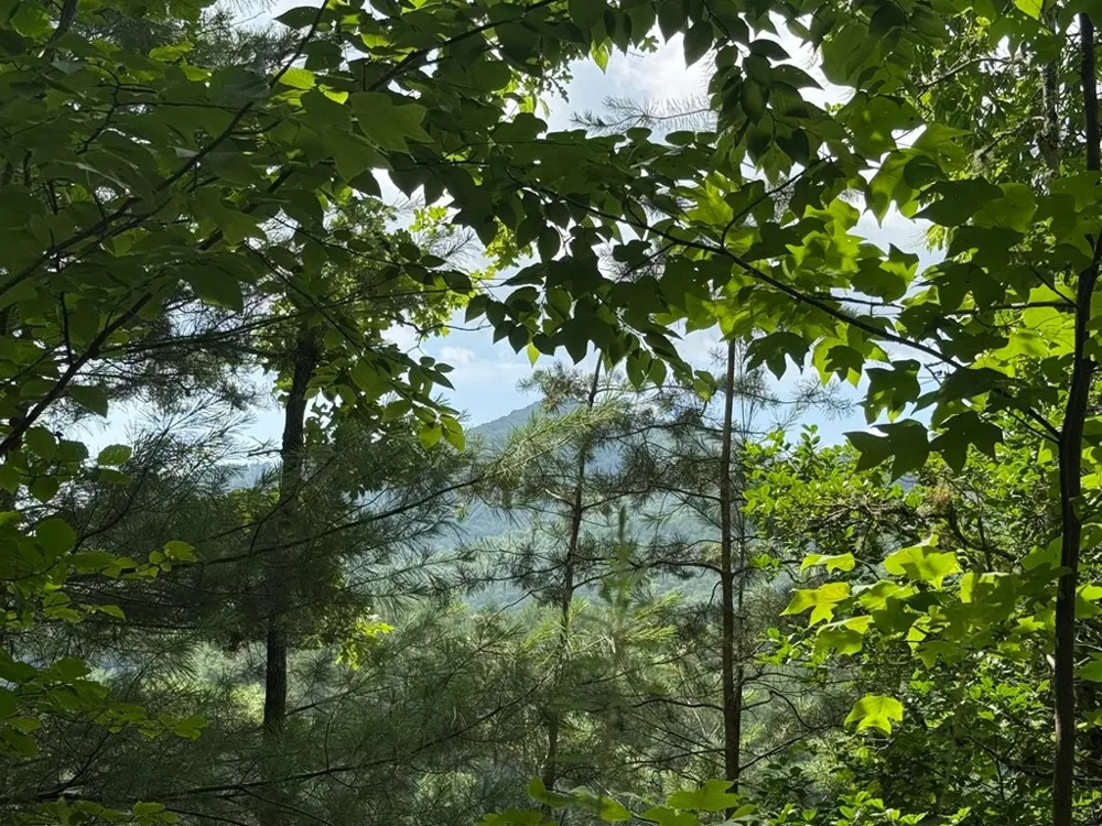 YOUNCE CREEK RD Franklin, NC 28734