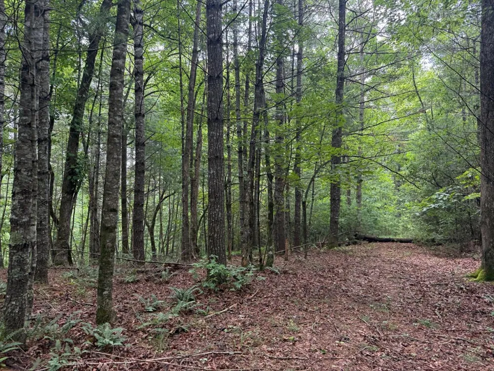 YOUNCE CREEK RD Franklin, NC 28734