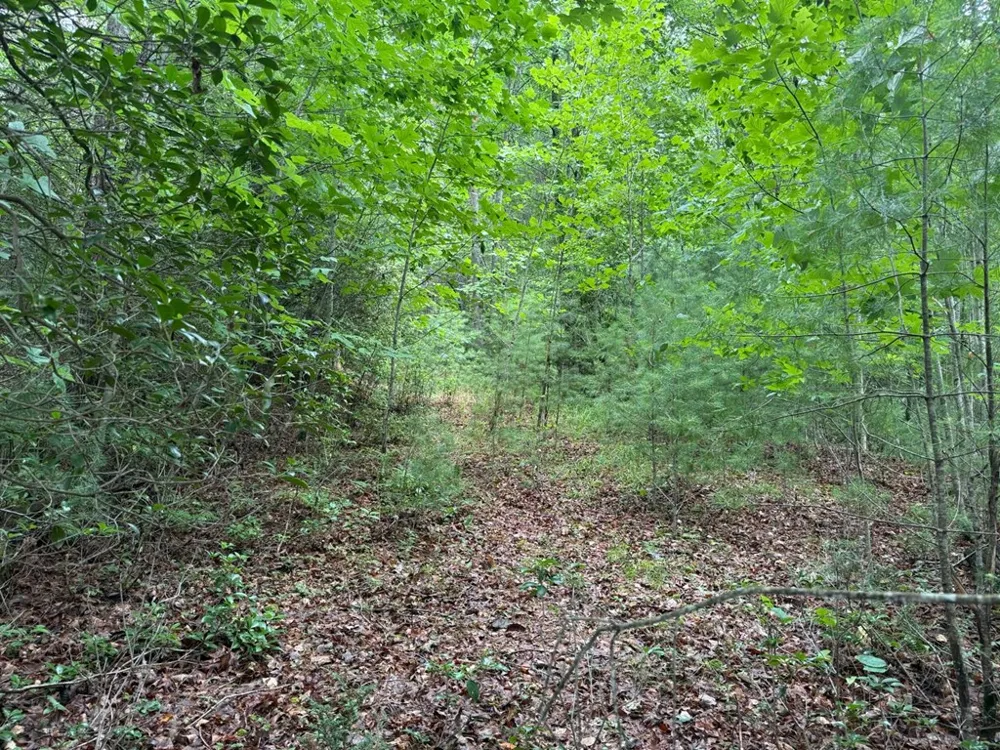 YOUNCE CREEK RD Franklin, NC 28734