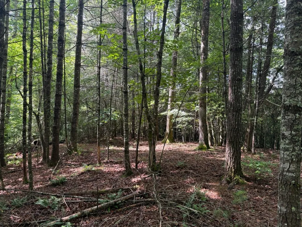 YOUNCE CREEK RD Franklin, NC 28734