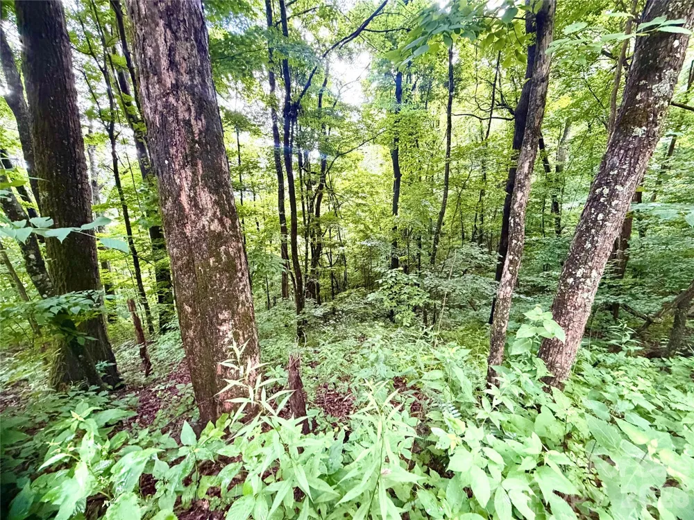 505 Mountainside Drive #27, 28, 29, 30, 31, 32 Waynesville, NC 28786