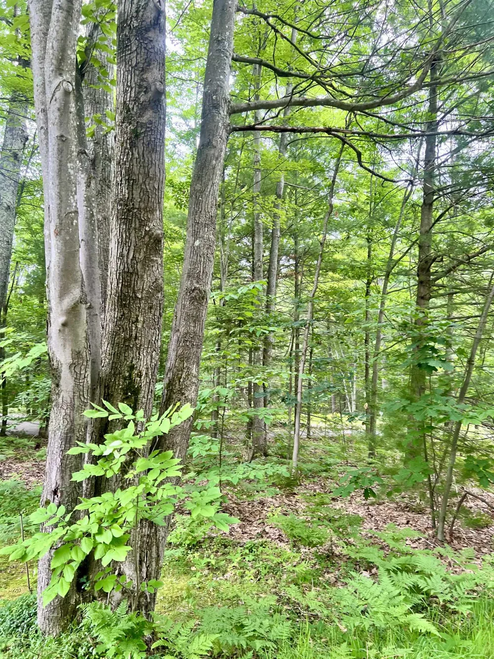 151 Dubonnet Trail Green Lake Township, MI 49643