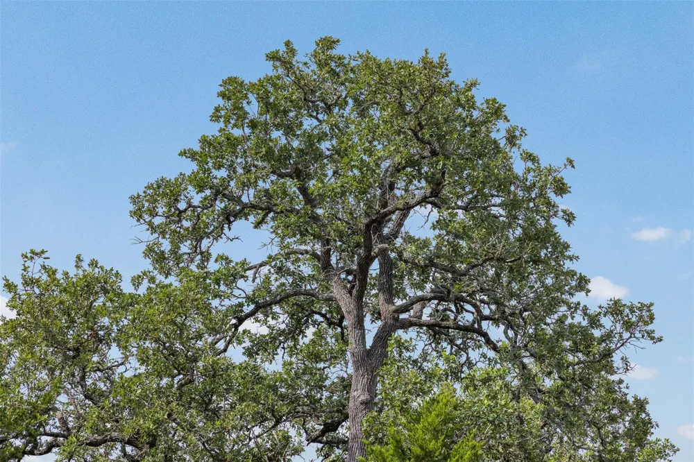 Schuster Road Round Top, TX 78954