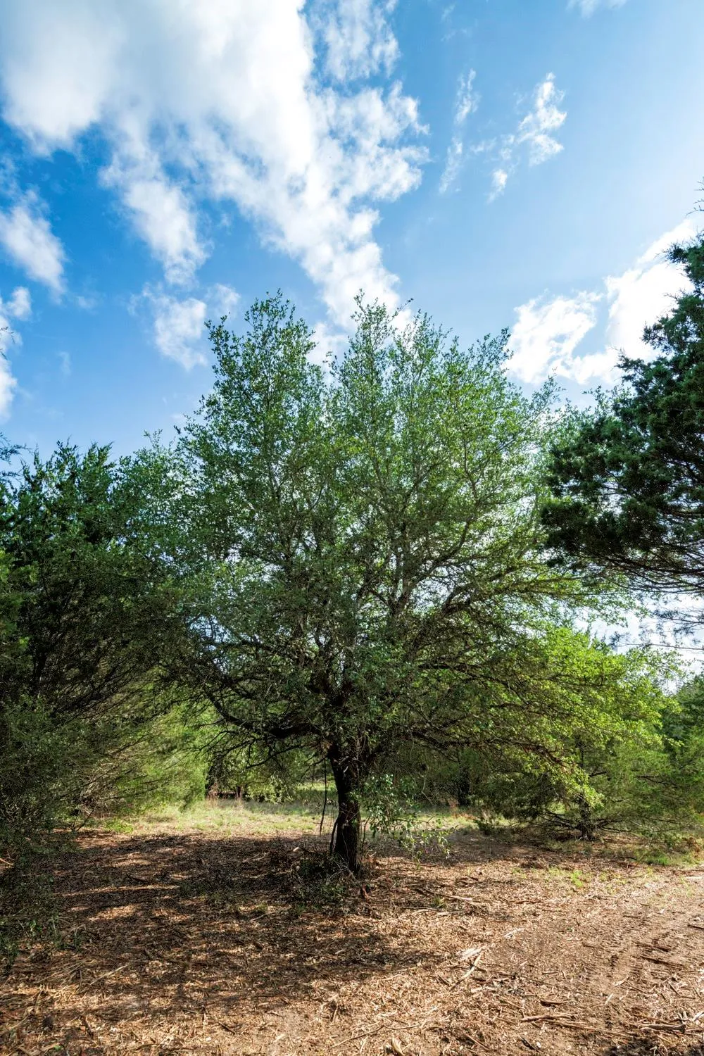 405 Vineyard View Trail - Lot 5 Carmine, TX 78932