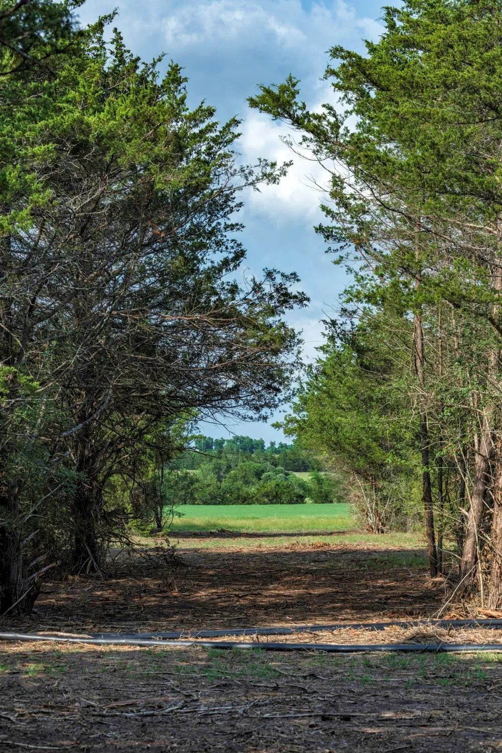 468 Vineyard View Trail Carmine, TX 78932