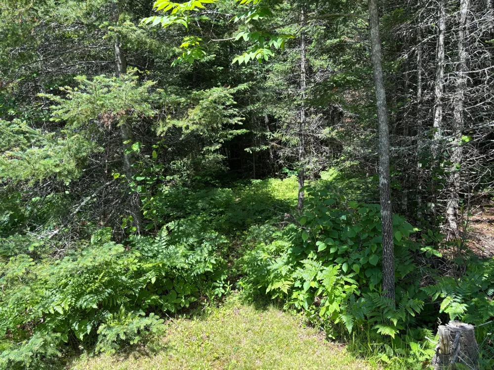 11625 Nett Lake Road Orr, MN 55771