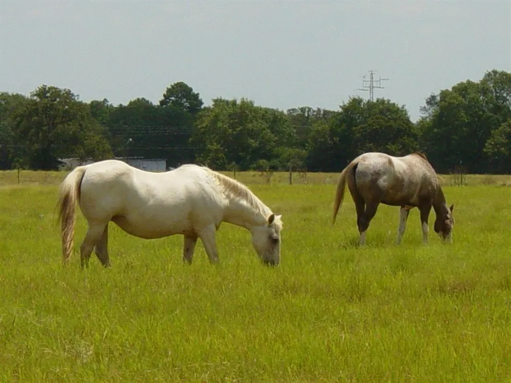 Tri Pacer Lane Hilltop Lakes, TX 77871