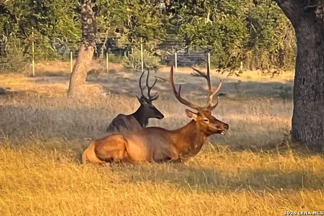LOT 37 Blackbuck Trail Pipe Creek, TX 78063