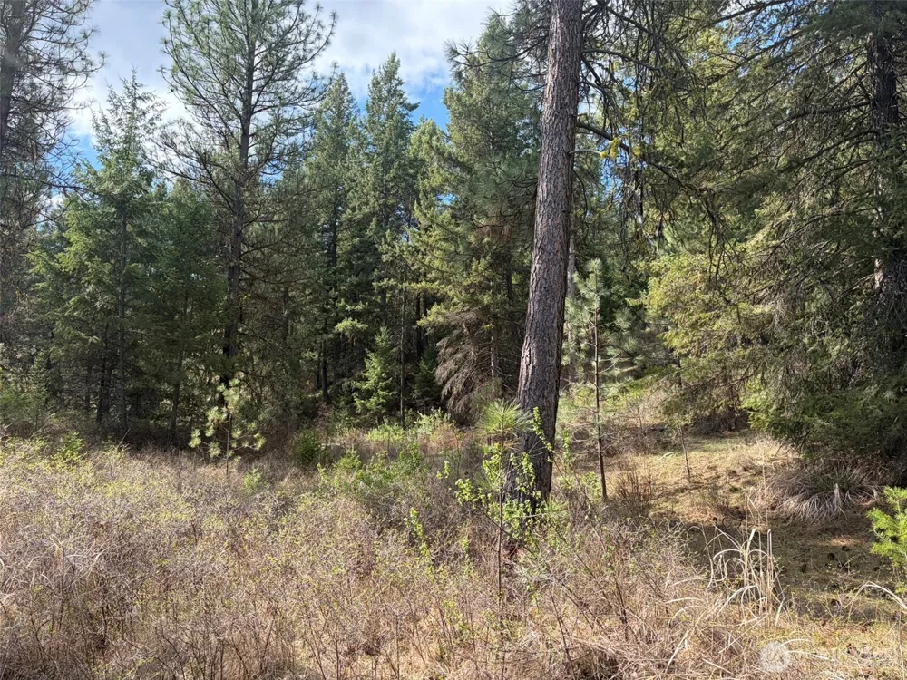 111 TBD E West Curlew Lake Road Republic, WA 99166