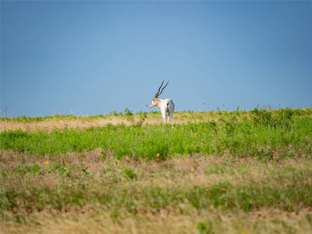 770 County Road 195 Gorman, TX 76454