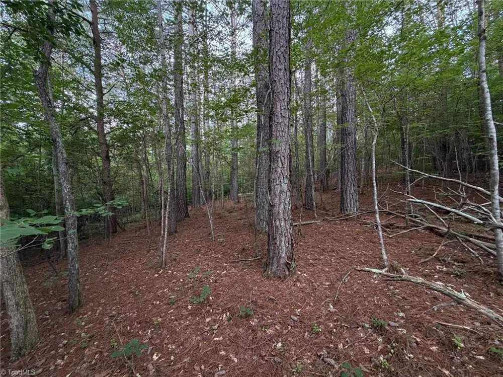 1215 Lucius Beasley Road Westfield, NC 27053