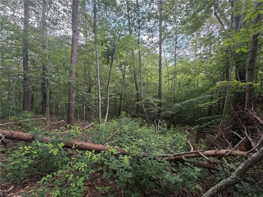 1215 Lucius Beasley Road Westfield, NC 27053