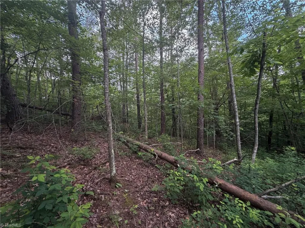 1215 Lucius Beasley Road Westfield, NC 27053