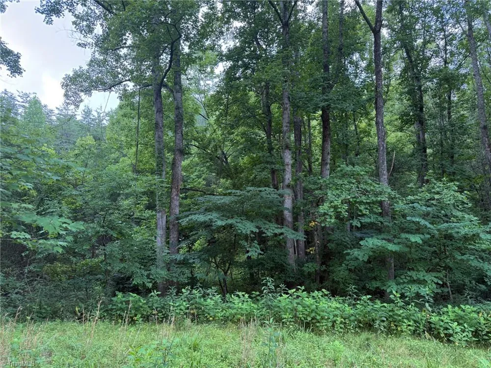 1215 Lucius Beasley Road Westfield, NC 27053