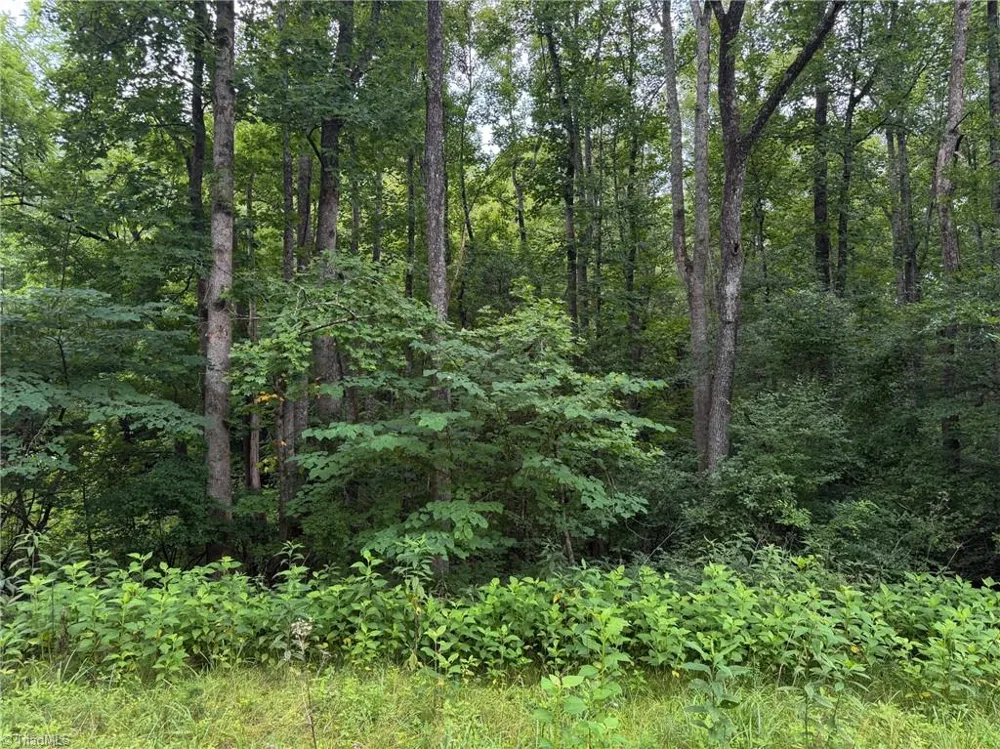 1215 Lucius Beasley Road Westfield, NC 27053