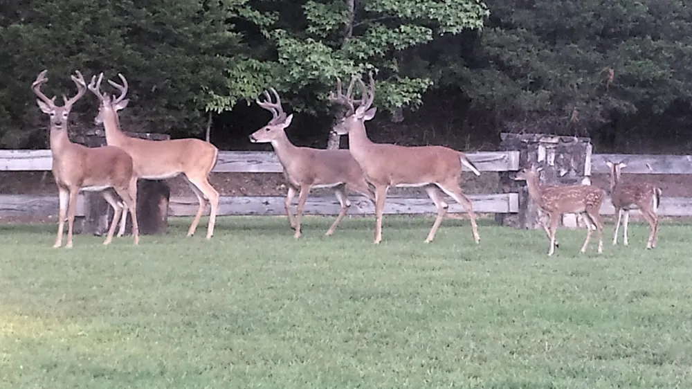 745 October Drive Smithville, TN 37166