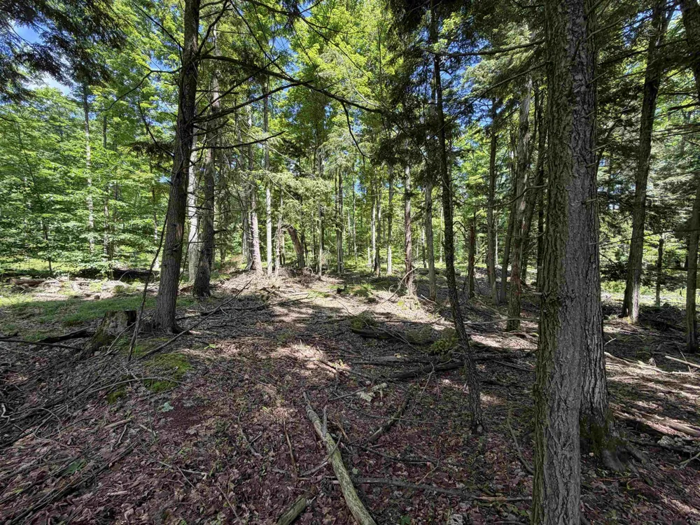 Lake Fife Lake Township, MI 49633