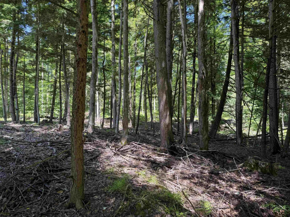 Lake Fife Lake Township, MI 49633