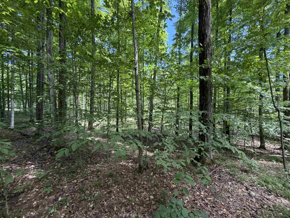 Lake Fife Lake Township, MI 49633