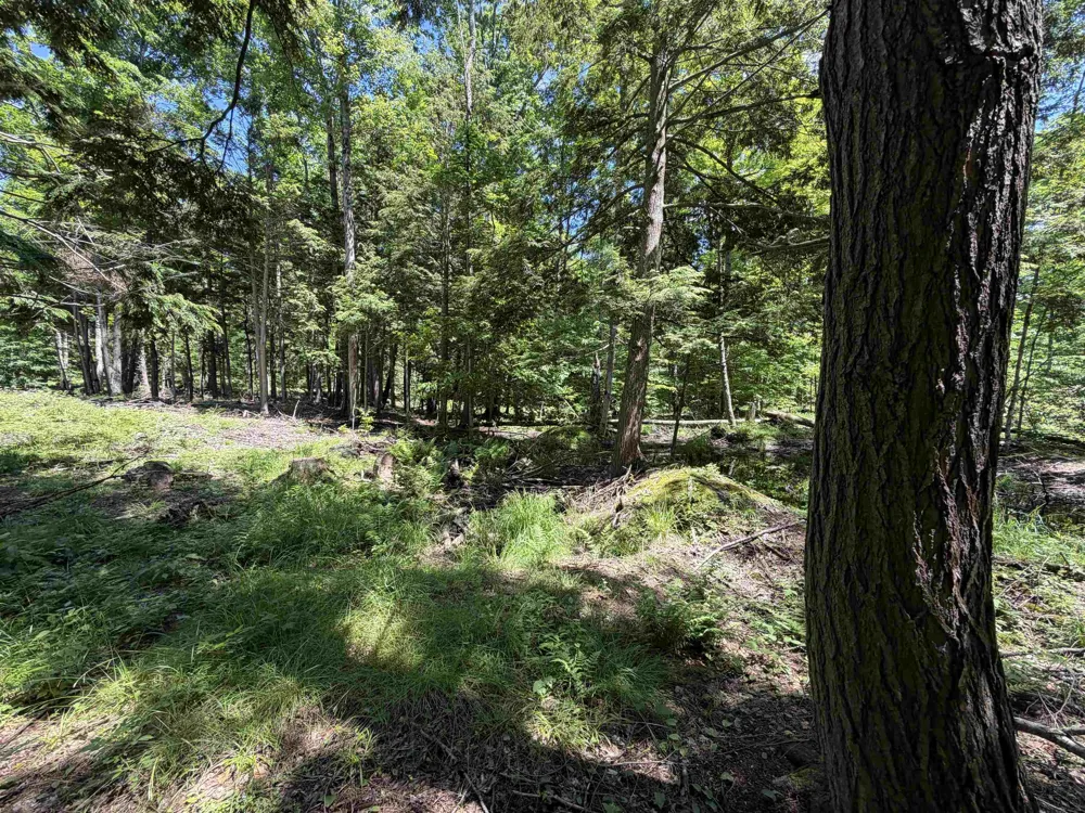 Lake Fife Lake Township, MI 49633