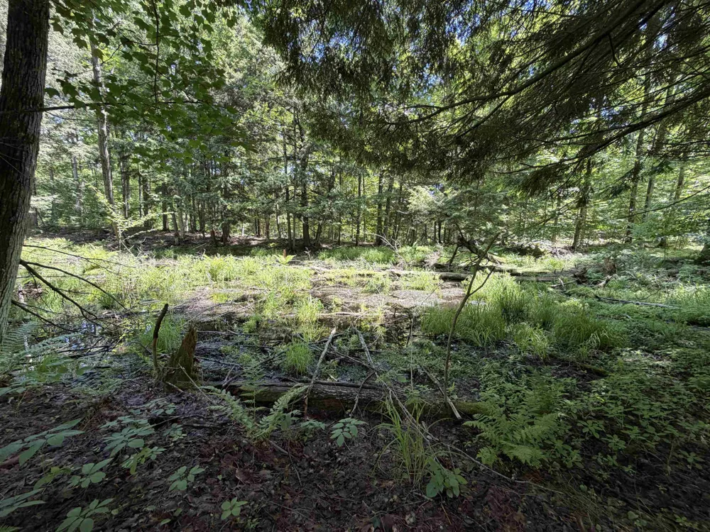 Lake Fife Lake Township, MI 49633