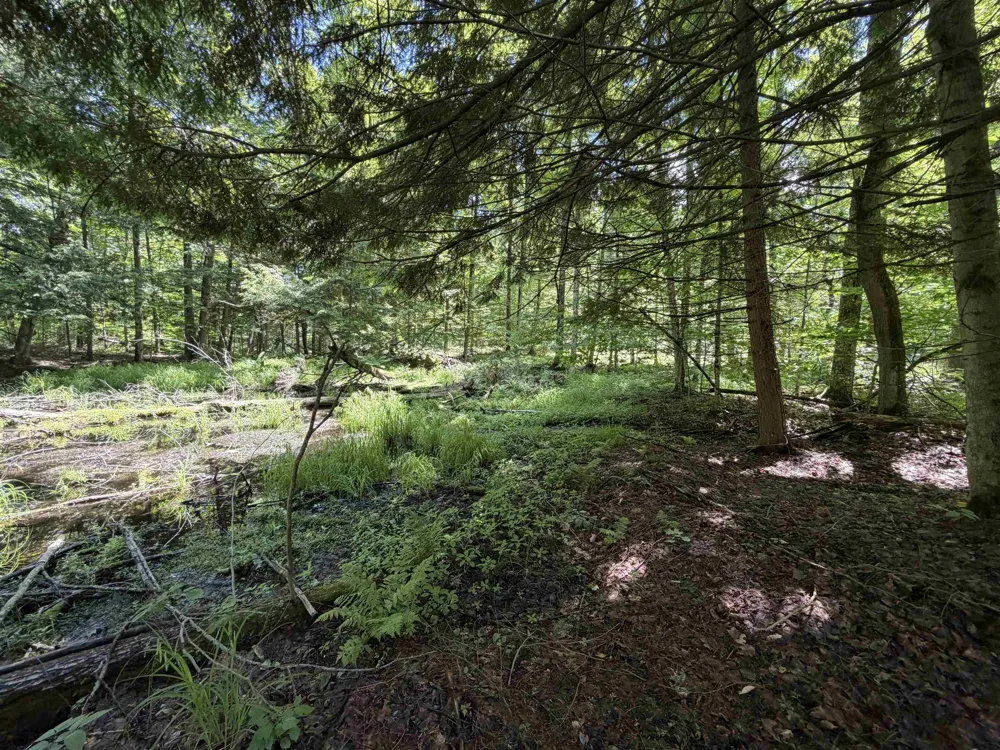 Lake Fife Lake Township, MI 49633